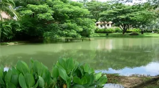 Nai Harn Baan Bua - Baan Bua 5